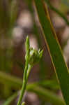 Grooved flax